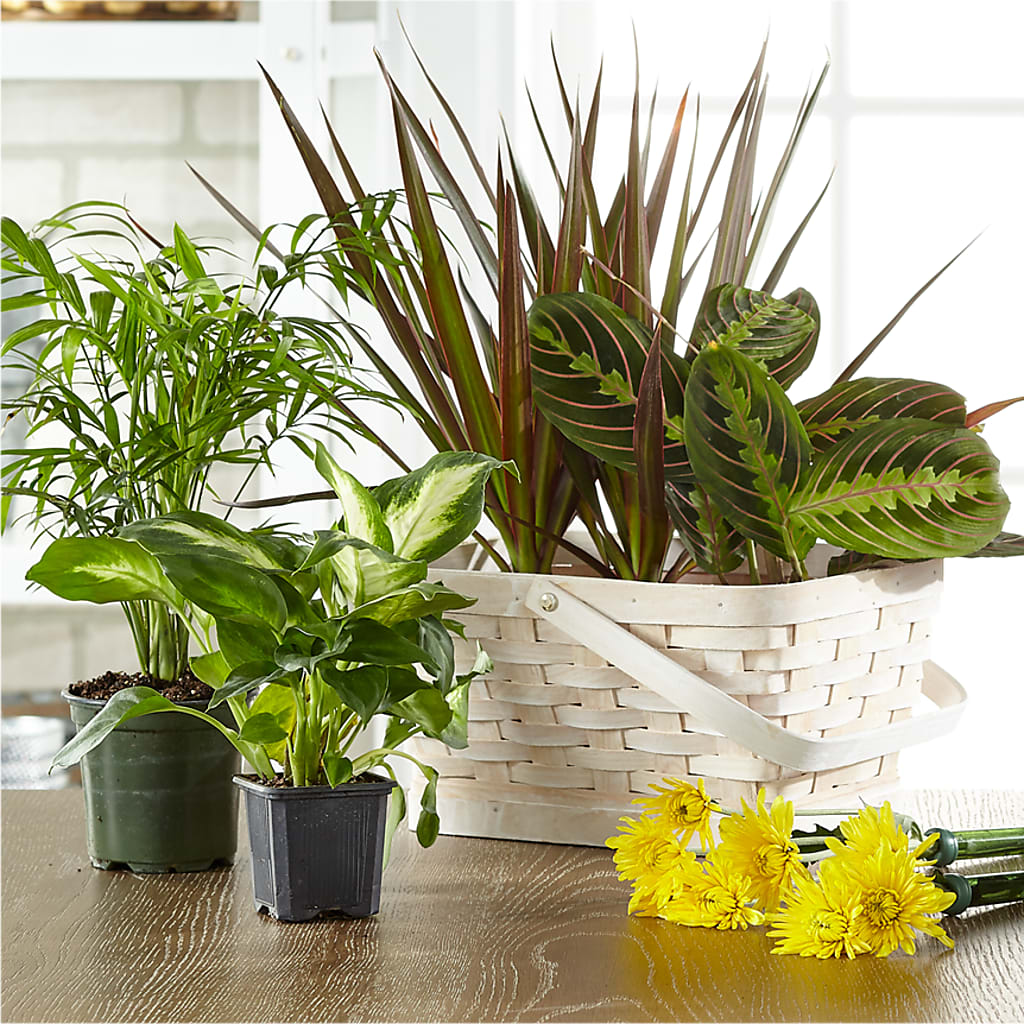 Florist Designed Blooming and Green Plants in a Basket – Oliverios Florist, Bridgeport WV