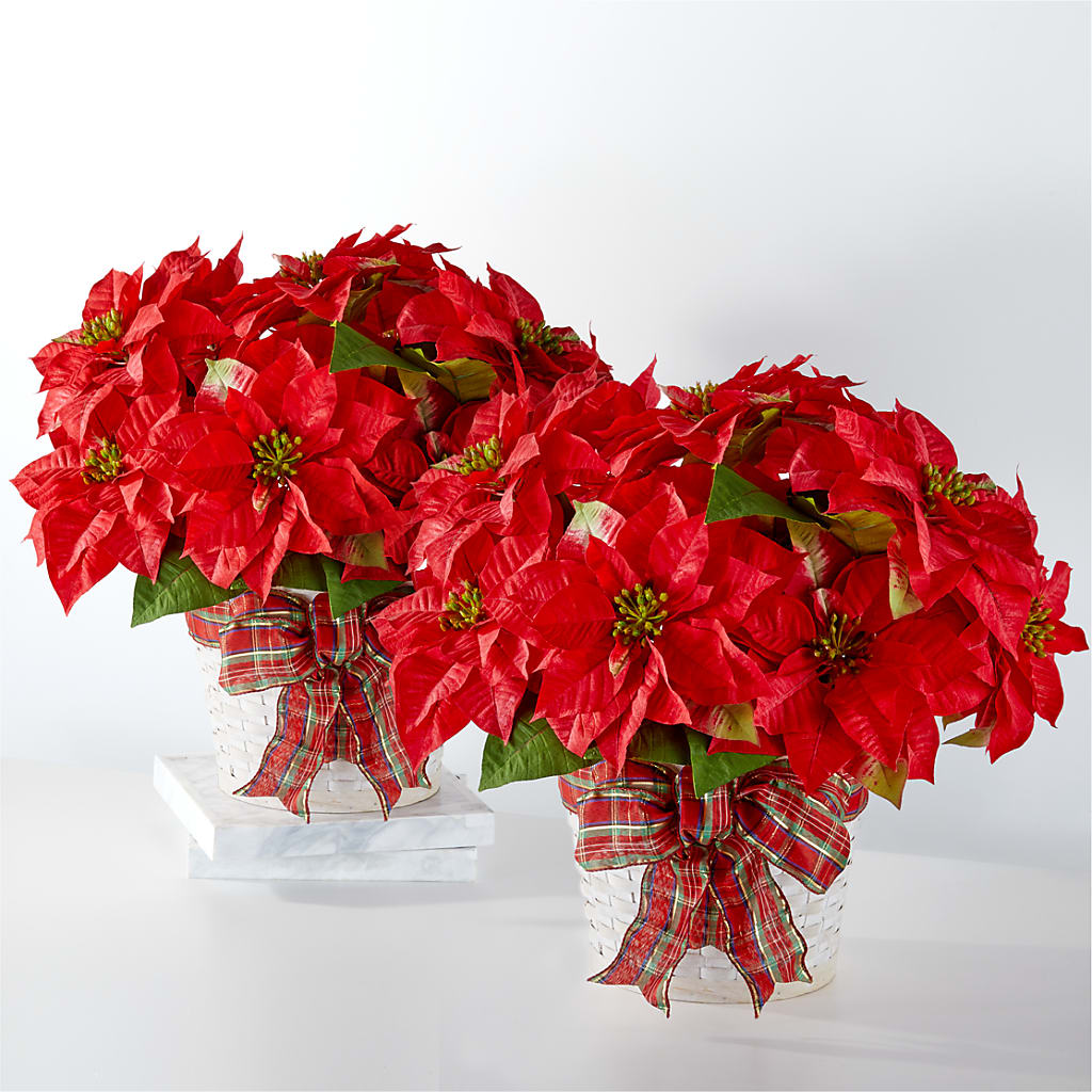 Happiest Holidays Poinsettia Bundle – Oliverios Florist, Bridgeport WV