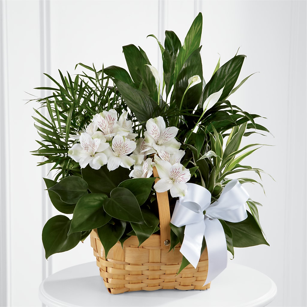 Peace & Serenity Dishgarden – Oliverios Florist, Bridgeport WV