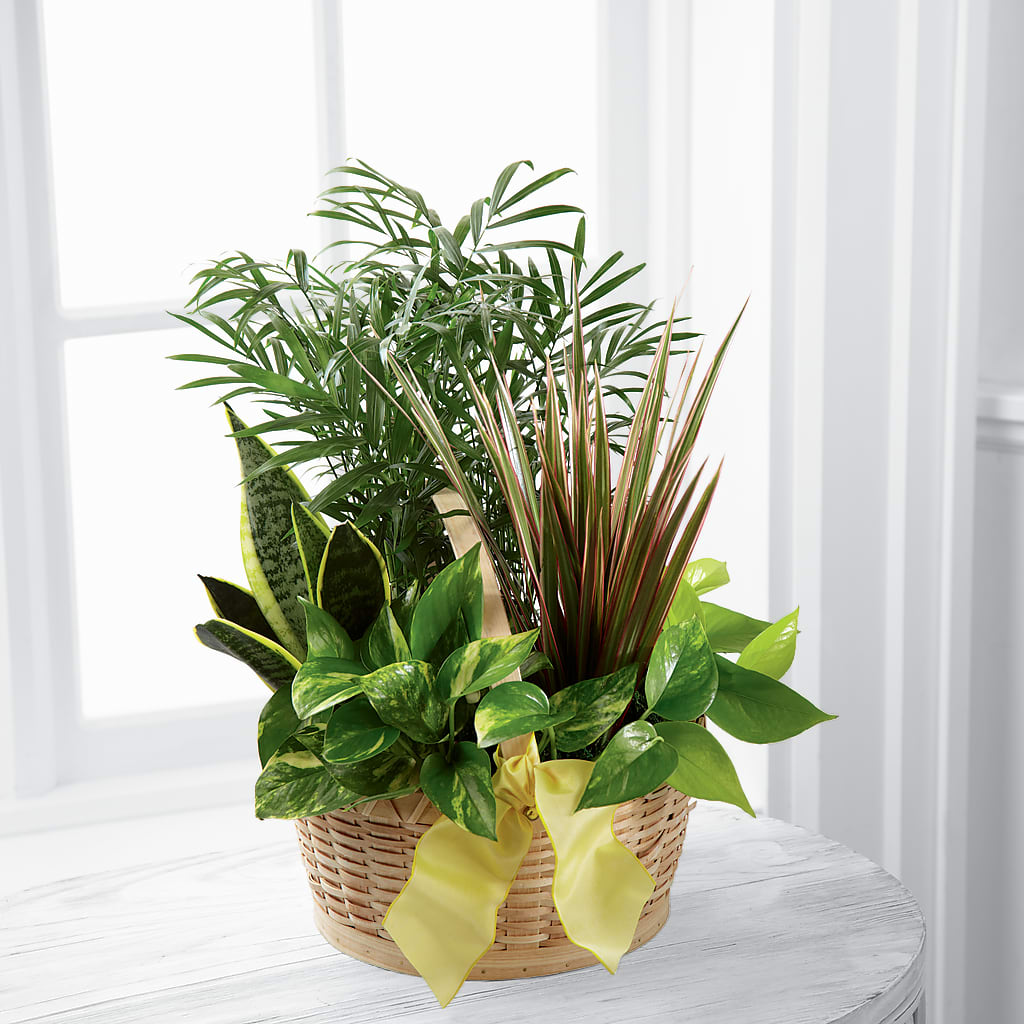 French Garden – Oliverios Florist, Bridgeport WV