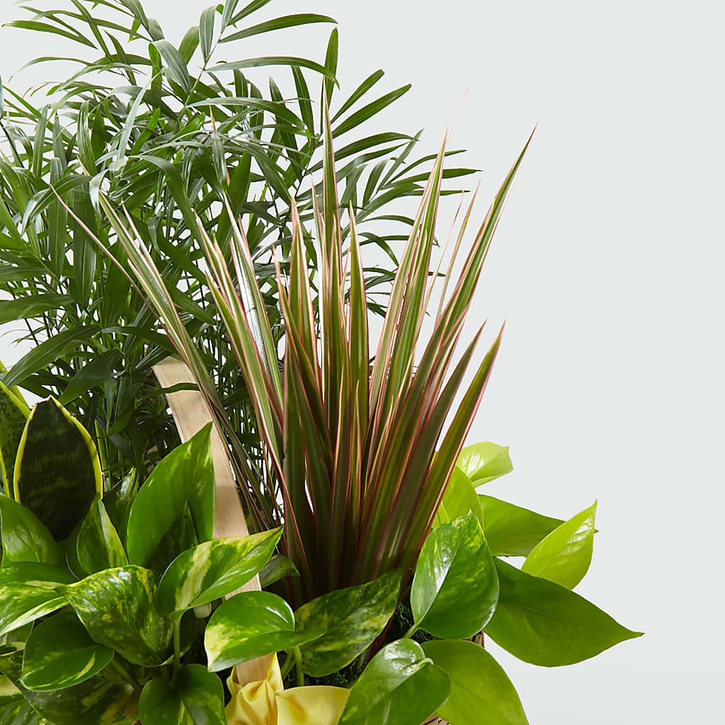 French Garden – Oliverios Florist, Bridgeport WV