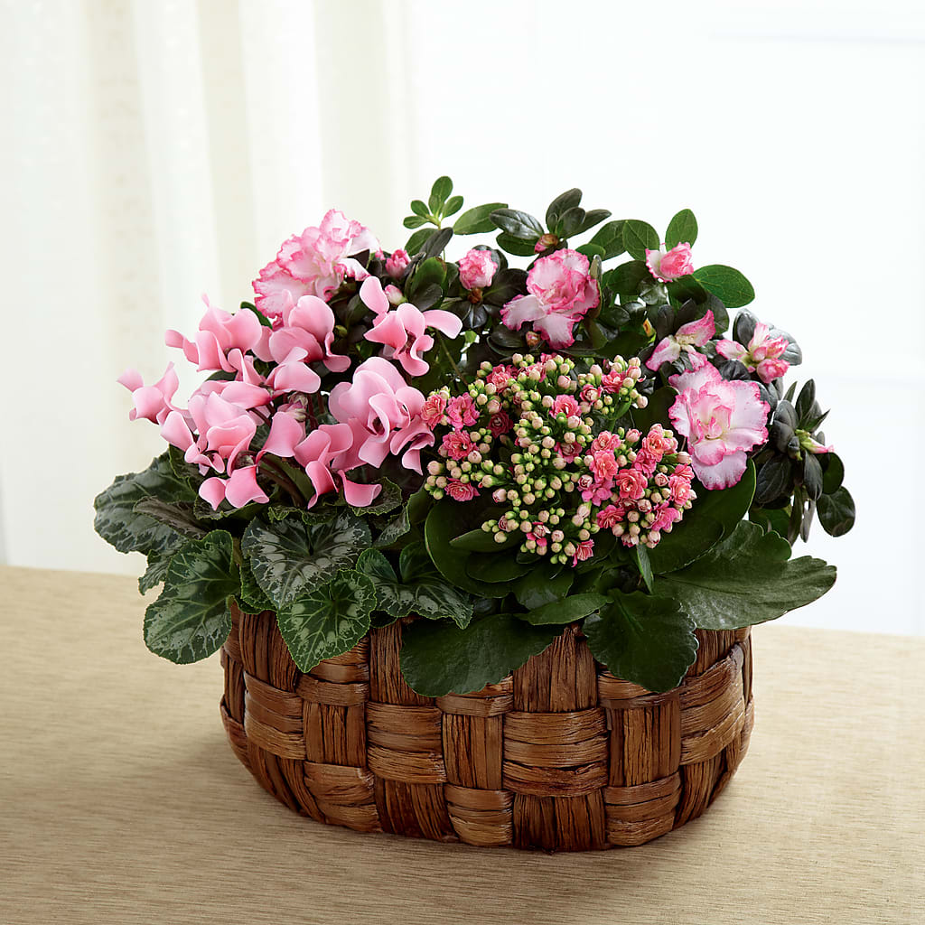 Pink Assortment – Oliverios Florist, Bridgeport WV