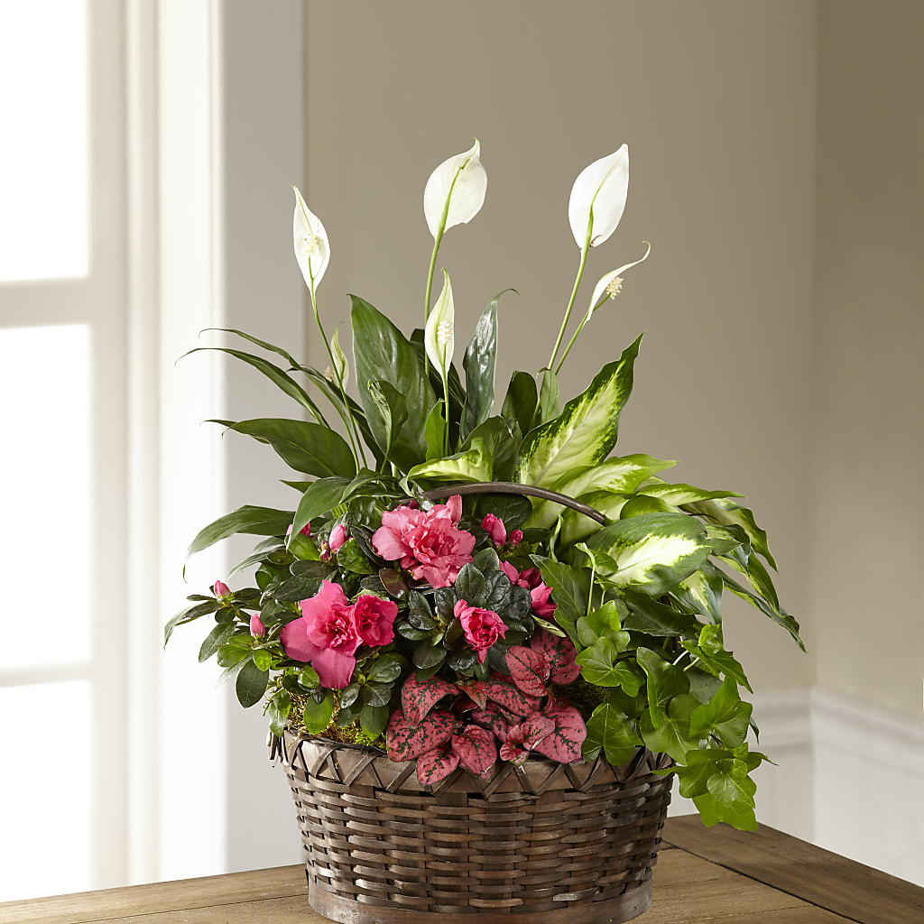 Dream in Pink Dishgarden – Oliverios Florist, Bridgeport WV