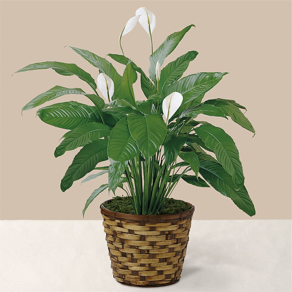 Tranquil Moments Peace Lily Plant – Oliverios Florist, Bridgeport WV