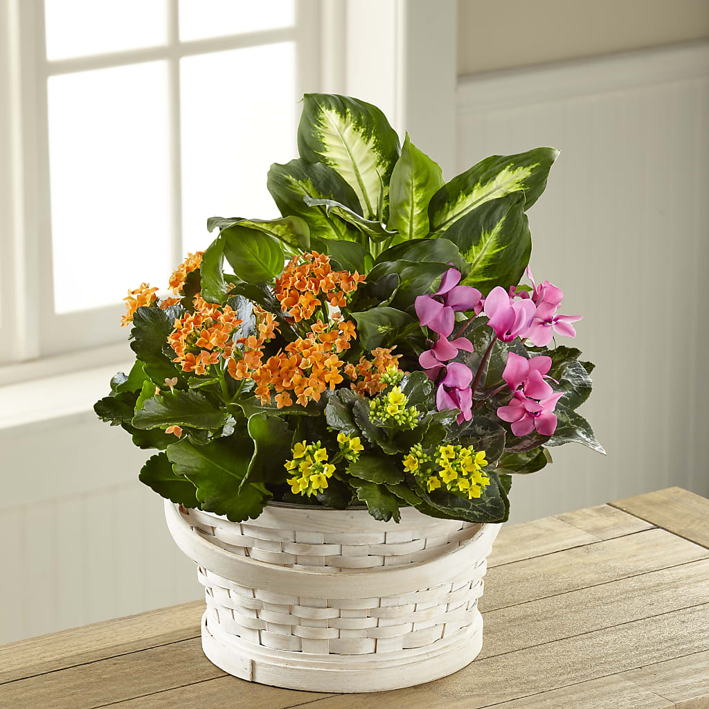 Color Crush Dishgarden – Oliverios Florist, Bridgeport WV