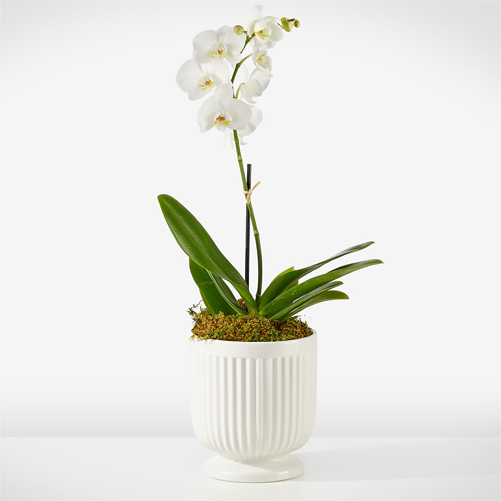Whispering White Orchid – Oliverios Florist, Bridgeport WV