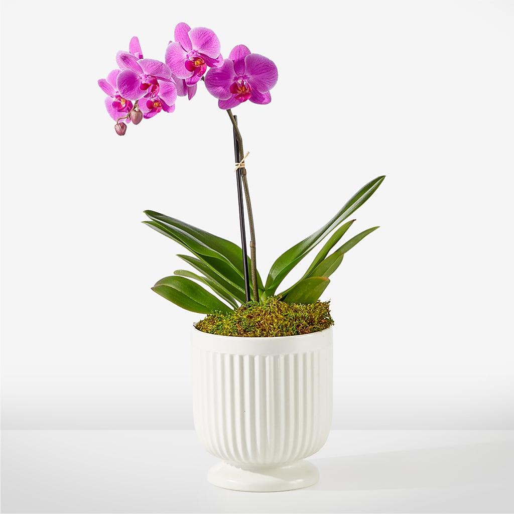 Friendly Fuchsia Orchid – Oliverios Florist, Bridgeport WV