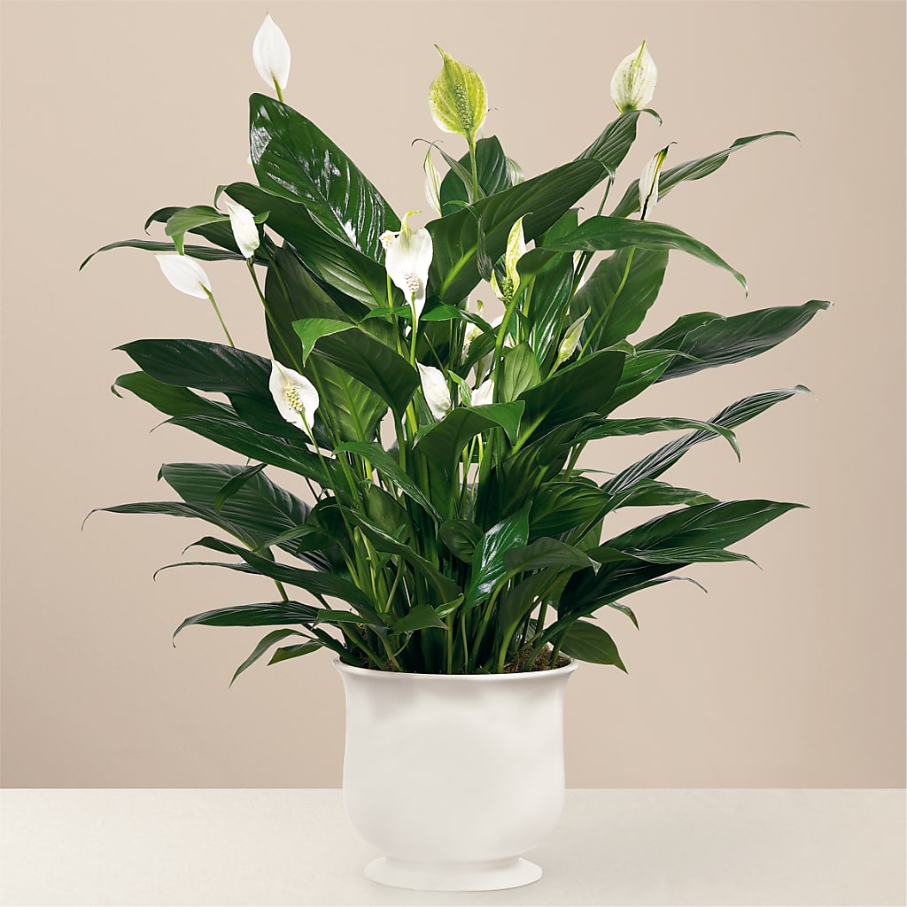 Comfort Planter – Oliverios Florist, Bridgeport WV