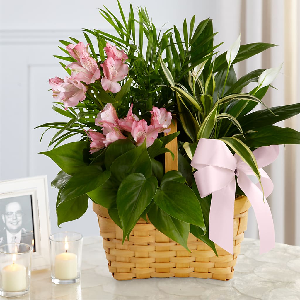 Living Spirit Dishgarden – Oliverios Florist, Bridgeport WV