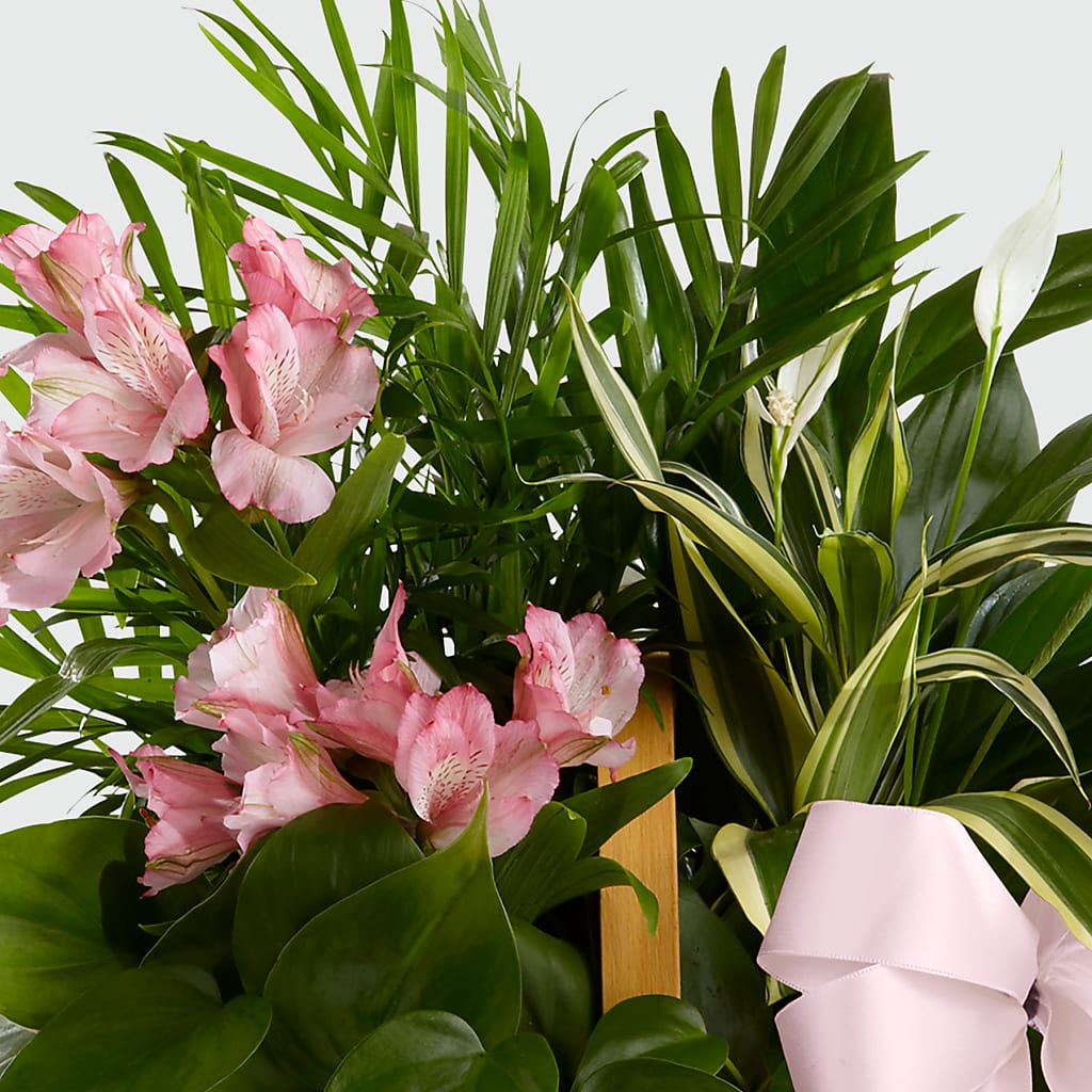 Living Spirit Dishgarden – Oliverios Florist, Bridgeport WV