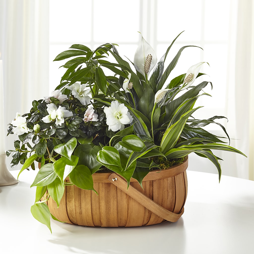 Serene Dishgarden – Oliverios Florist, Bridgeport WV