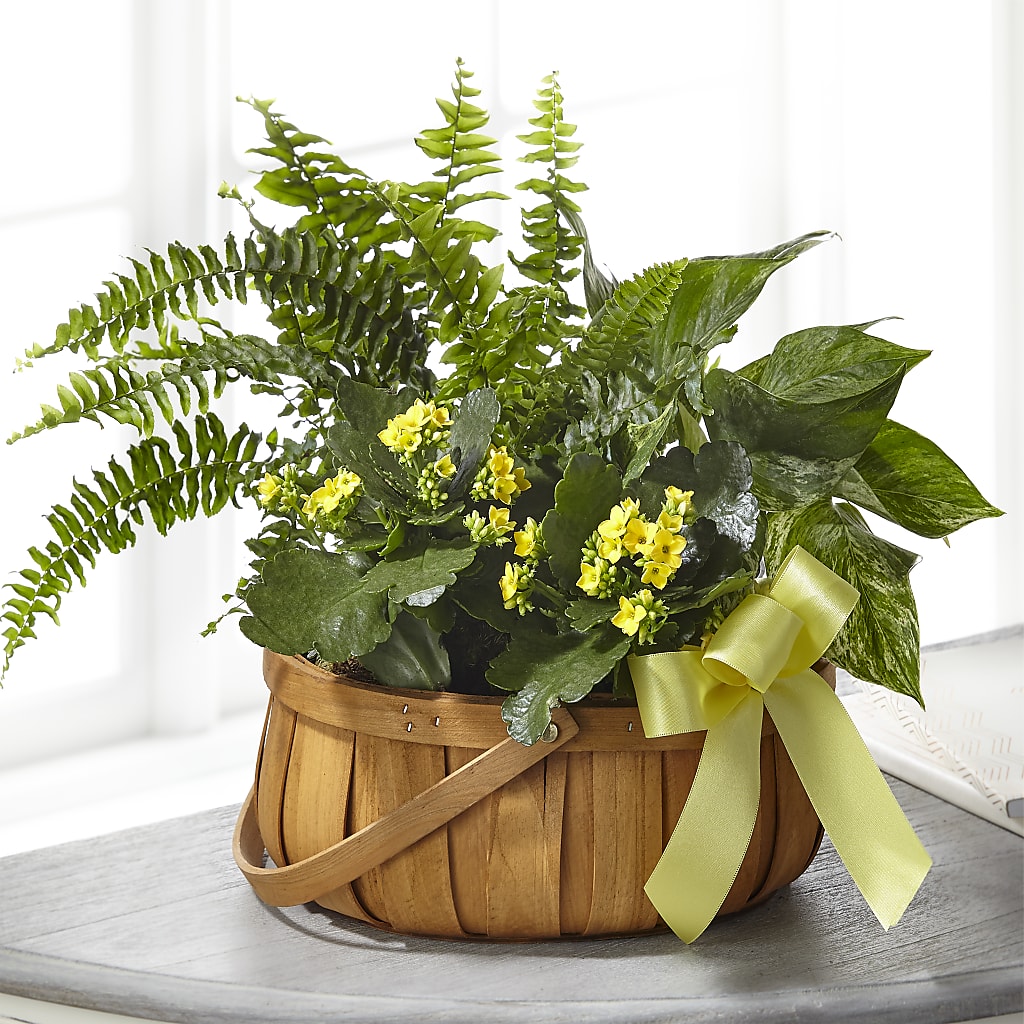 Always Dear Dishgarden – Oliverios Florist, Bridgeport WV