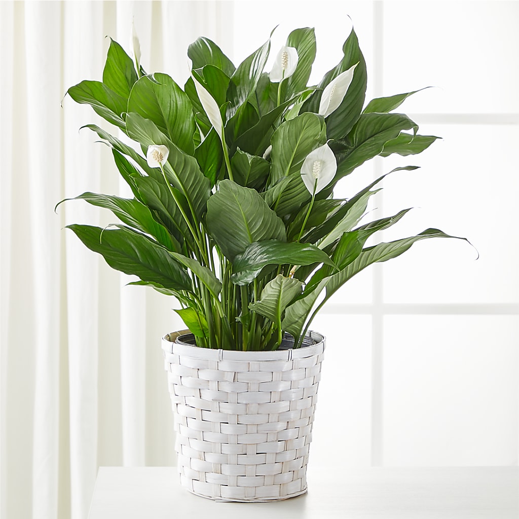 A New Leaf Peace Lily – Oliverios Florist, Bridgeport WV