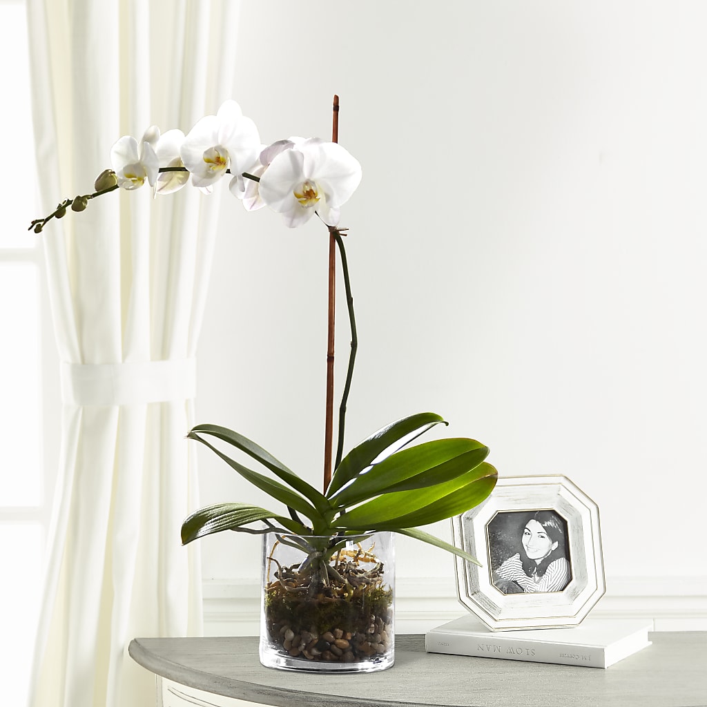 White Orchid Planter – Oliverios Florist, Bridgeport WV