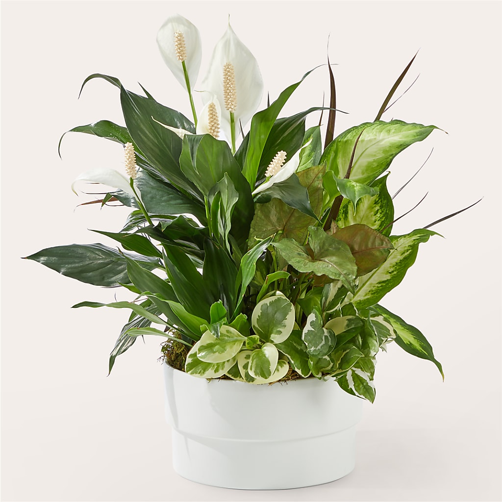 Radiating Positivity Dishgarden – Oliverios Florist, Bridgeport WV