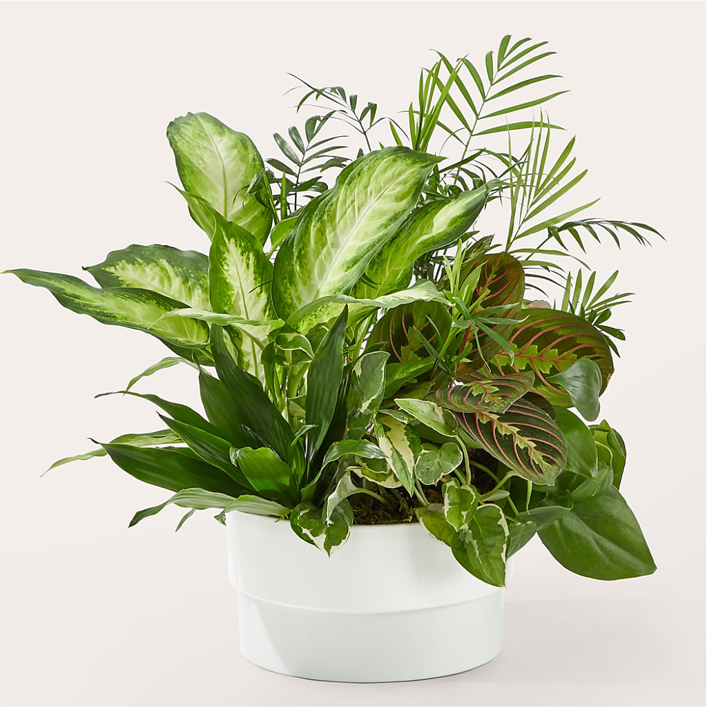 Radiating Positivity Dishgarden – Oliverios Florist, Bridgeport WV