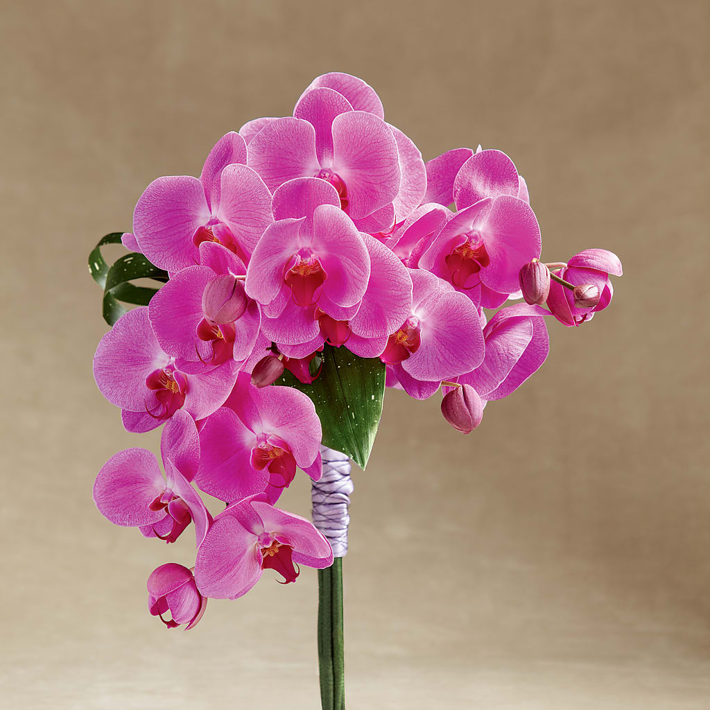Glorious Bouquet – Oliverios Florist, Bridgeport WV