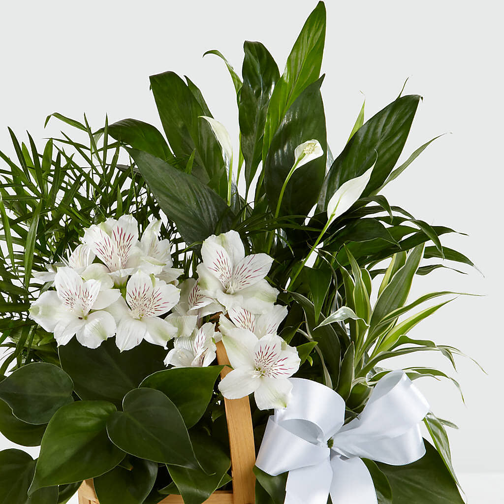 Peace & Serenity Dishgarden –  Oliverios Florist, Bridgeport WV