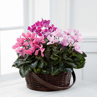 Mixed Cyclamen Planter –  Oliverios Florist, Bridgeport WV