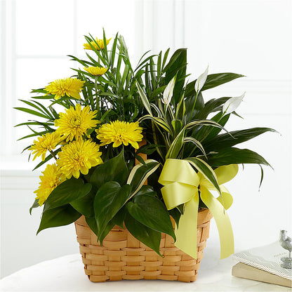 Loving Light Dishgarden –  Oliverios Florist, Bridgeport WV