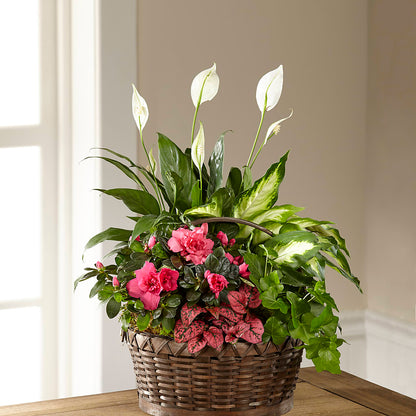 Dream in Pink Dishgarden –  Oliverios Florist, Bridgeport WV