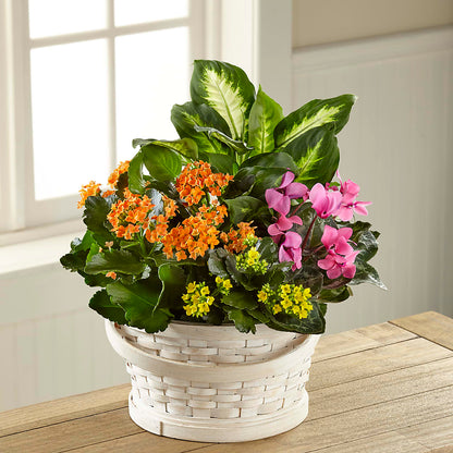 Color Crush Dishgarden –  Oliverios Florist, Bridgeport WV