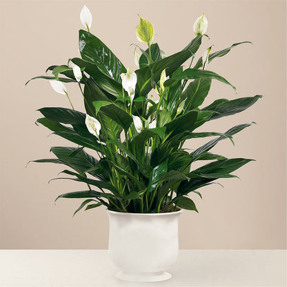 Comfort Planter –  Oliverios Florist, Bridgeport WV