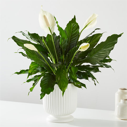 Comfort Planter –  Oliverios Florist, Bridgeport WV