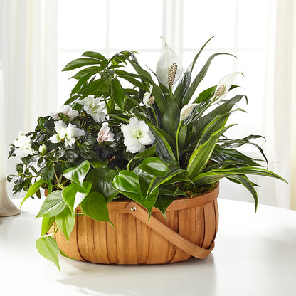Serene Dishgarden –  Oliverios Florist, Bridgeport WV
