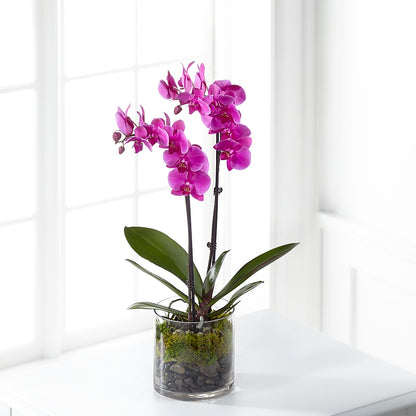 Pink Orchid Plant –  Oliverios Florist, Bridgeport WV