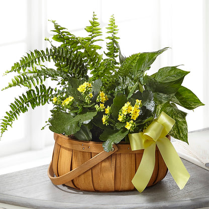 Always Dear Dishgarden –  Oliverios Florist, Bridgeport WV