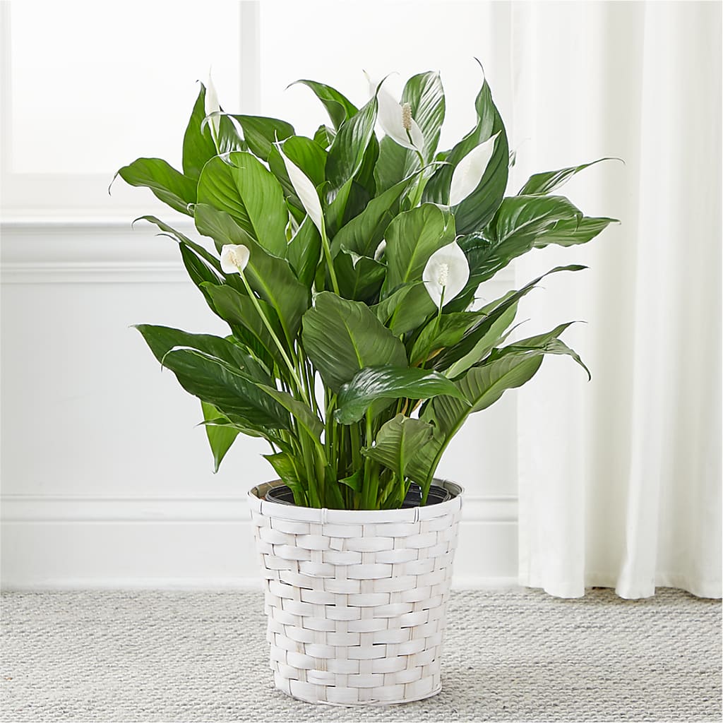 A New Leaf Peace Lily –  Oliverios Florist, Bridgeport WV
