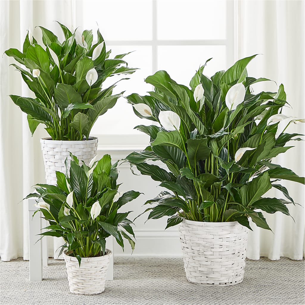 A New Leaf Peace Lily –  Oliverios Florist, Bridgeport WV