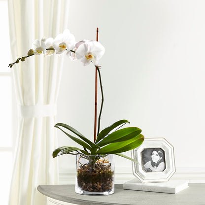 White Orchid Planter –  Oliverios Florist, Bridgeport WV