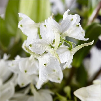 Classic Ivory – A Florist Original –  Oliverios Florist, Bridgeport WV