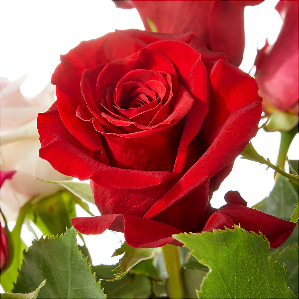 Love Notes Rose Bouquet –  Oliverios Florist, Bridgeport WV